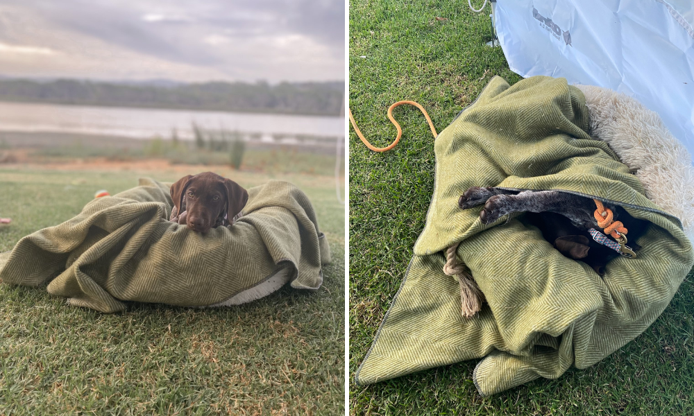 Why Recycled Wool Blankets Are Perfect for Pets