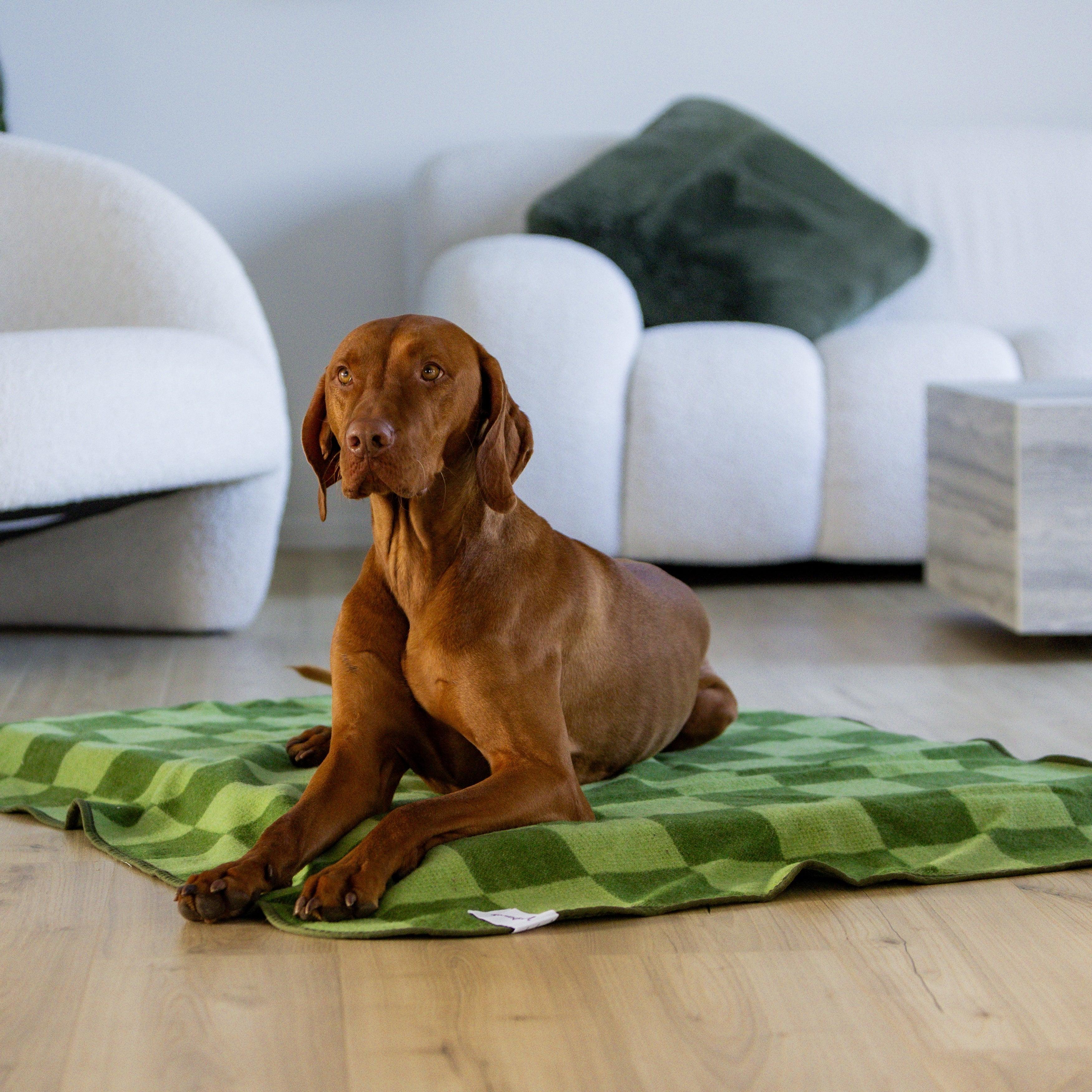 Large Wool Pet Blanket | Olive Green Check