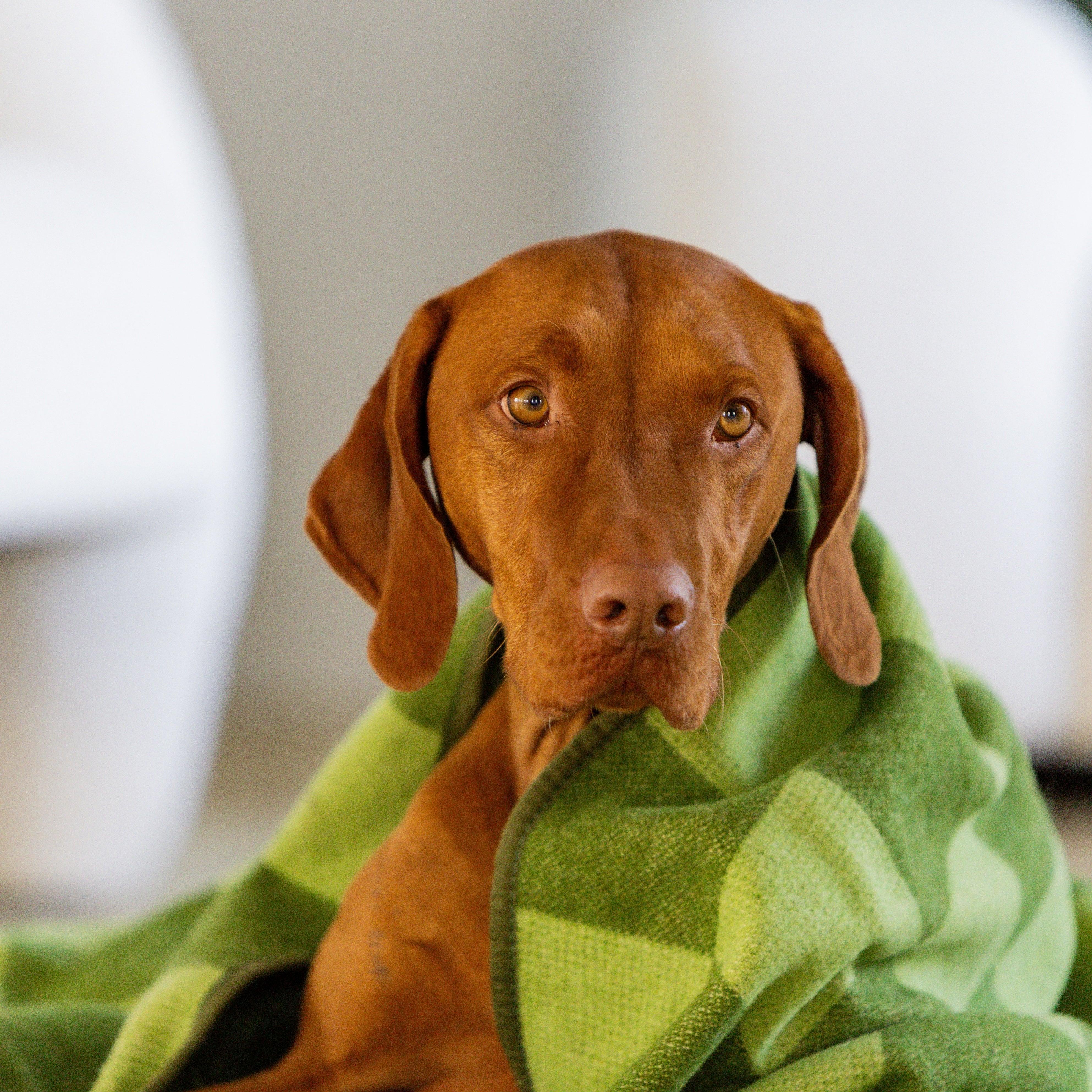 Large Wool Pet Blanket | Olive Green Check