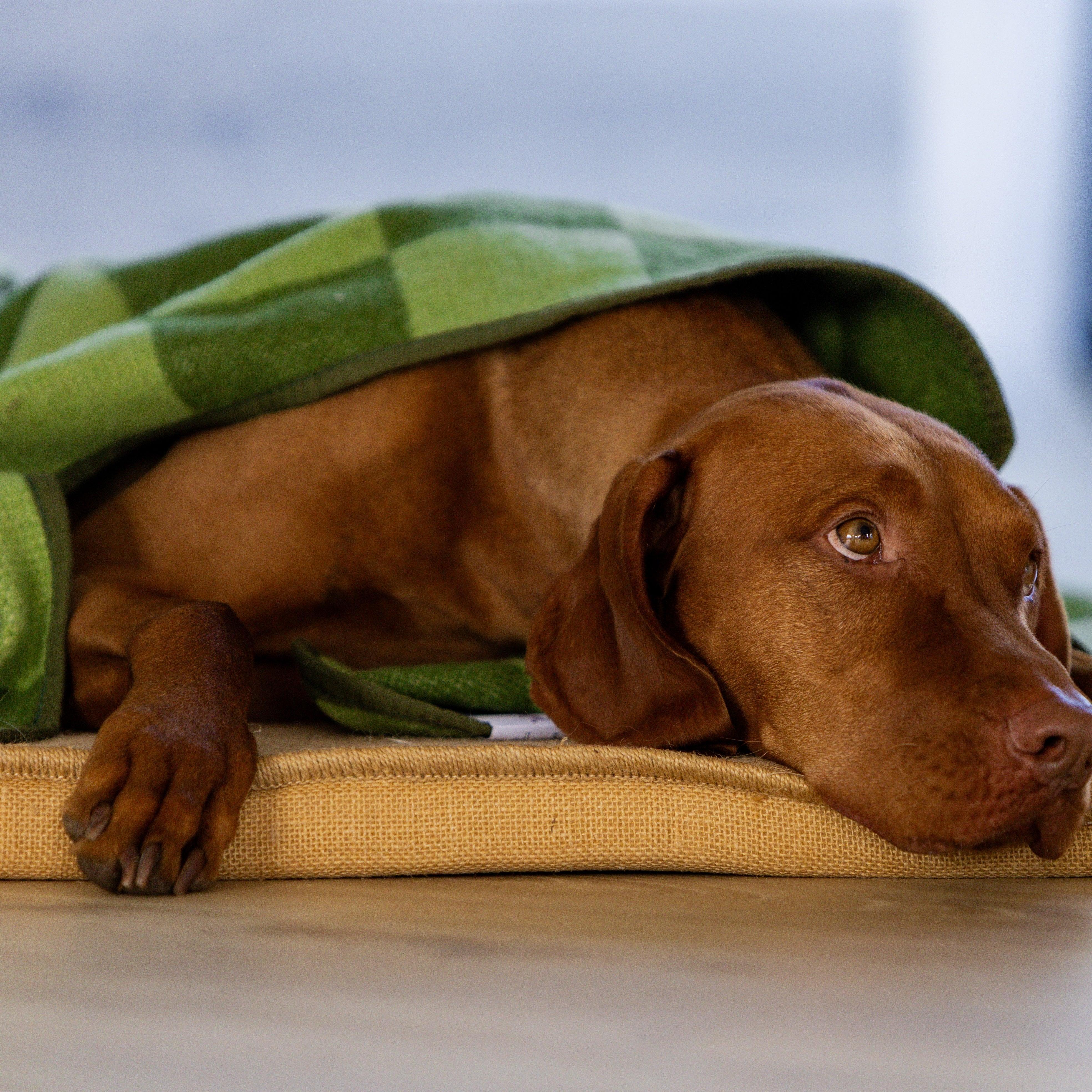 Large Wool Pet Blanket | Olive Green Check