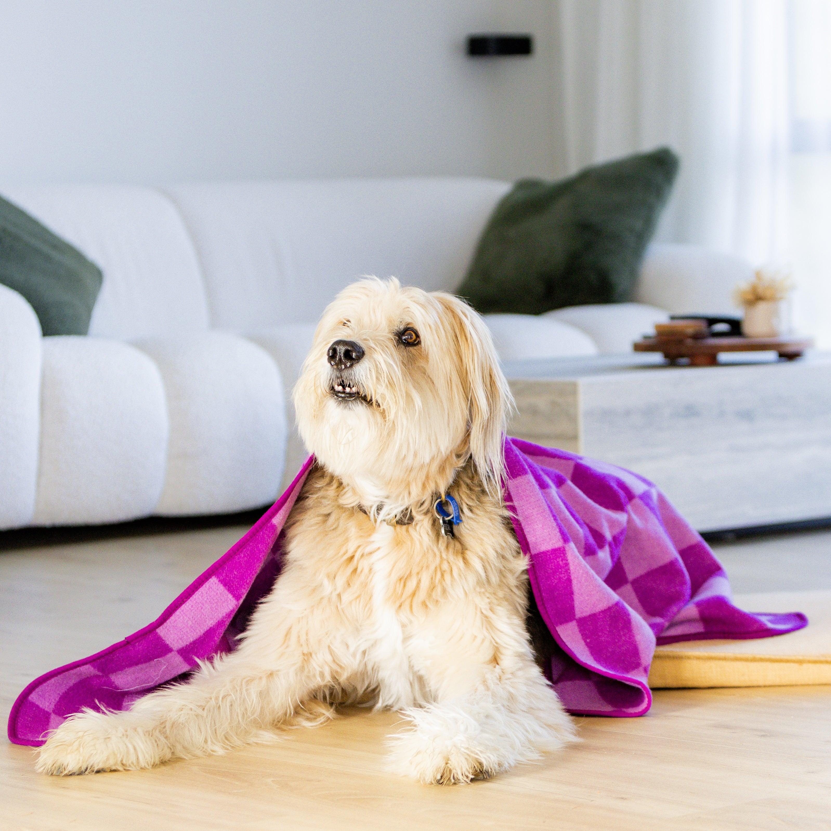Large Wool Pet Blanket | Plum Check