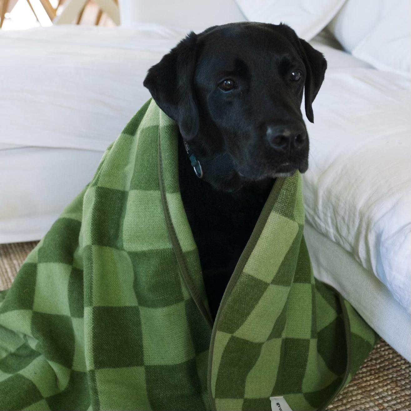 Large Wool Pet Blanket | Olive Green Check