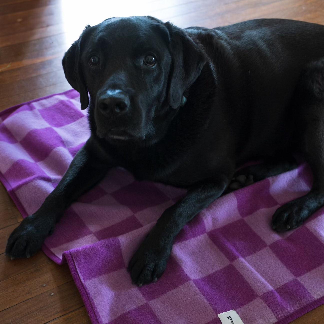 Large Wool Pet Blanket | Plum Check